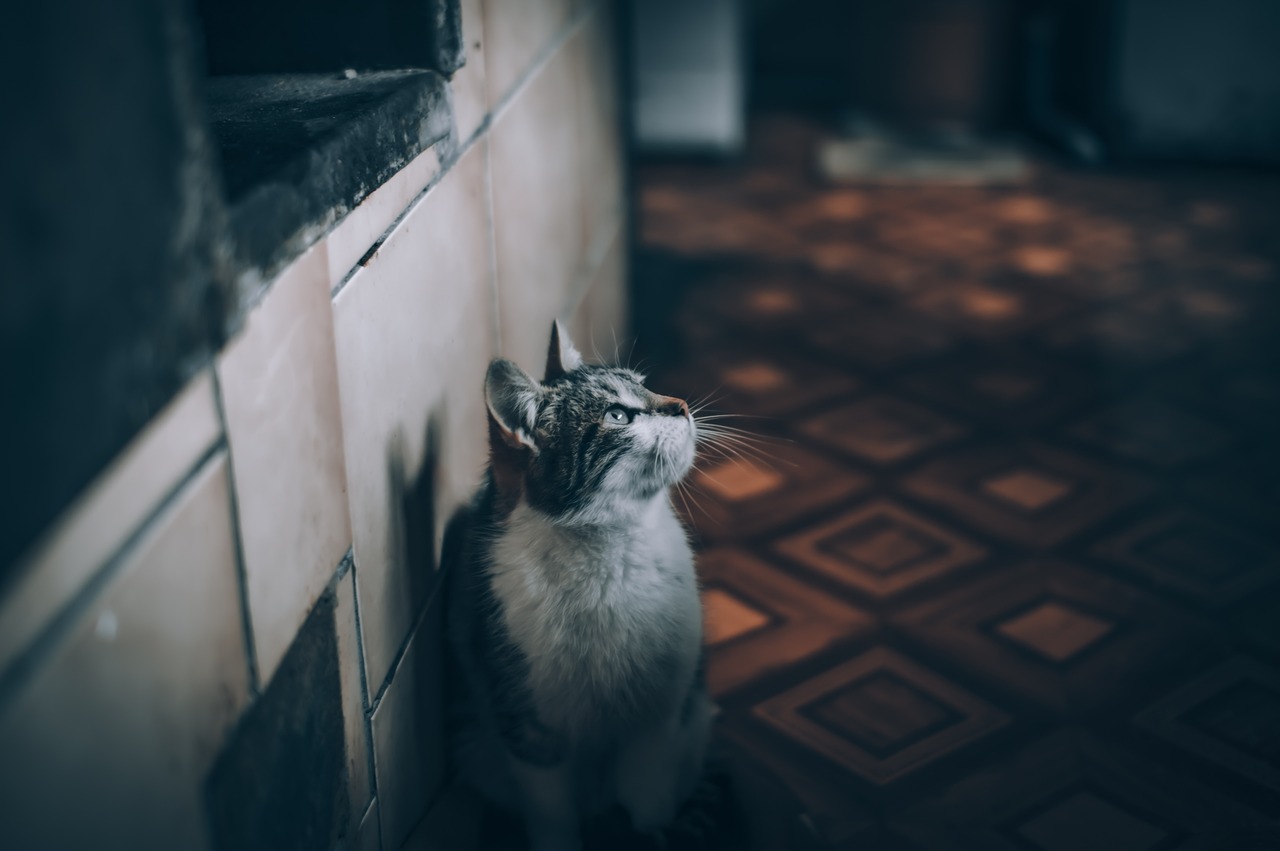 The Truth Behind Common Home Safety Myths